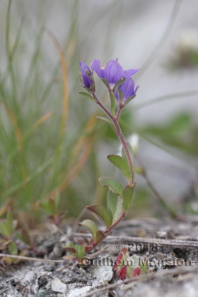 Veronica fruticans vers Dixence (Suisse, Valais)