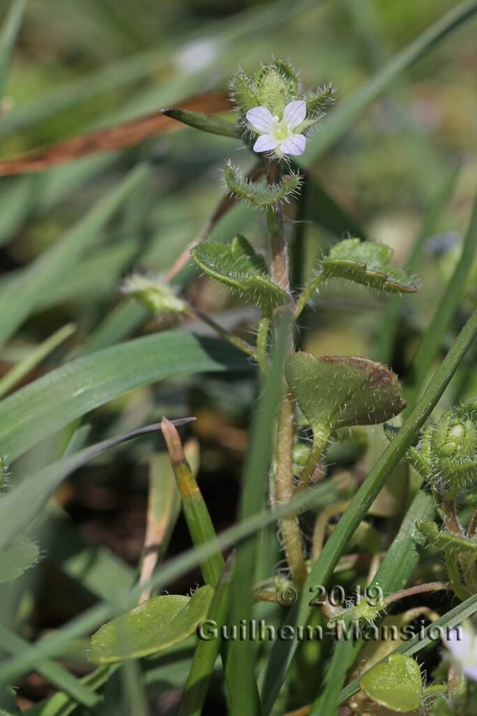 Veronica hederifolia vers Remigen (Suisse, Argovie)