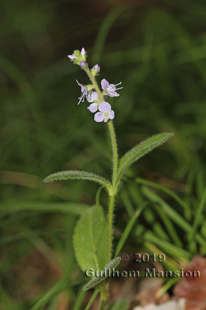 Veronica officinalis vers Saint-Blaise (Suisse, Neuchâtel)