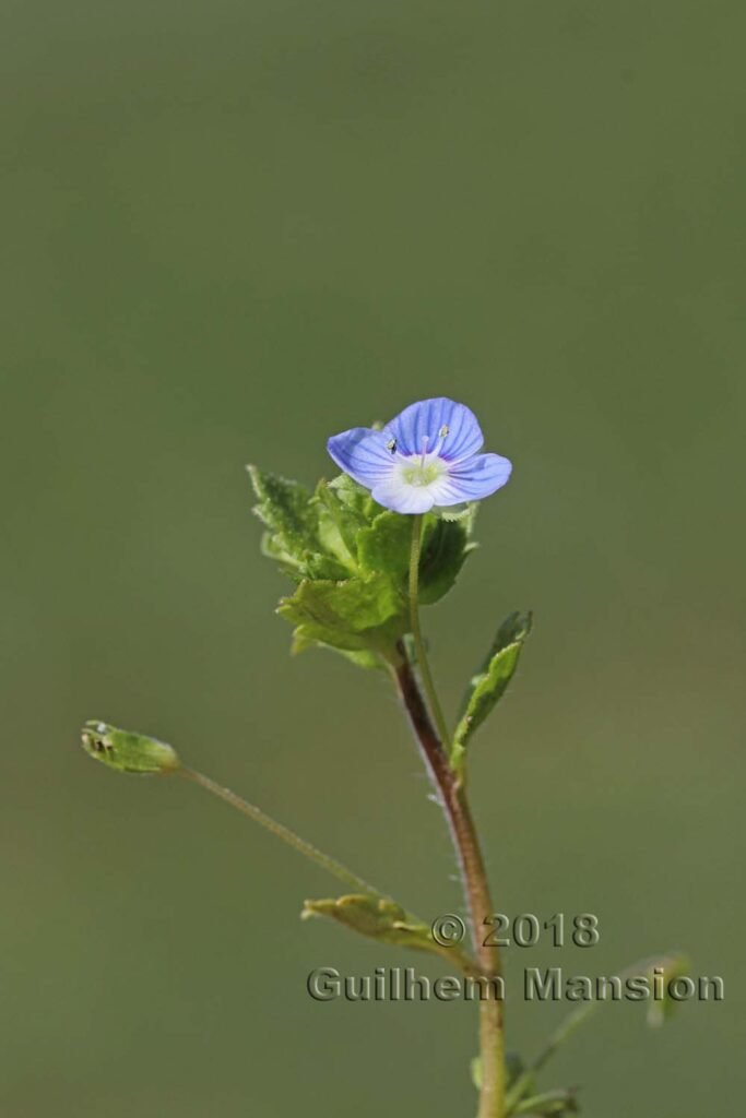 Veronica persica vers Zurich-Seebach (Suisse)