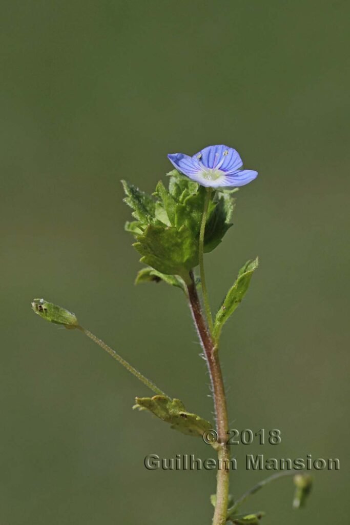 Veronica persica vers Zurich-Seebach (Suisse)