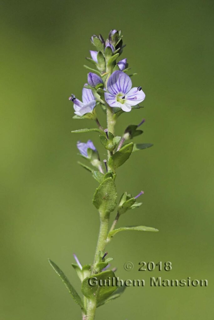 Veronica serpyllifolia vers Murgseen (Suisse, Saint-Gall)