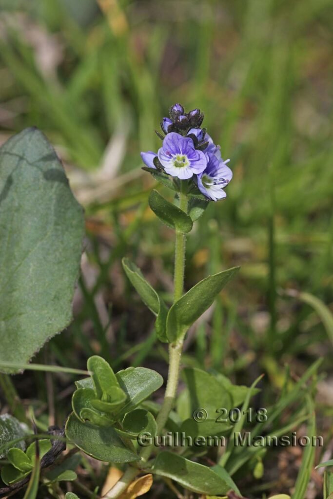 Veronica serpyllifolia vers Emosson (Suisse, Valais)