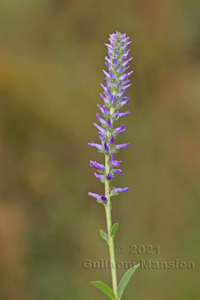 Veronica spicata vers Zernez (Suisse, Grisons)