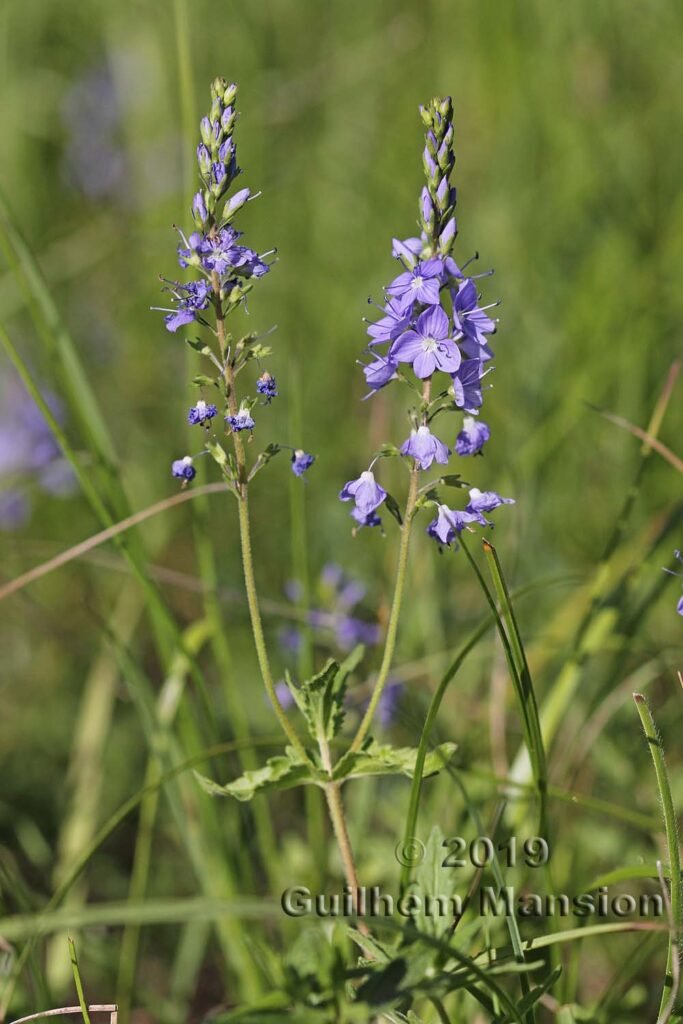 Veronica teucrium vers Saint-Blaise (Suisse, Neuchâtel)