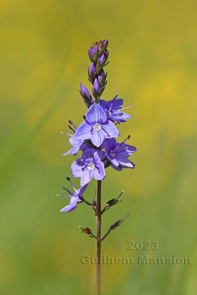 Veronica teucrium à Derborence (Suisse, Valais)