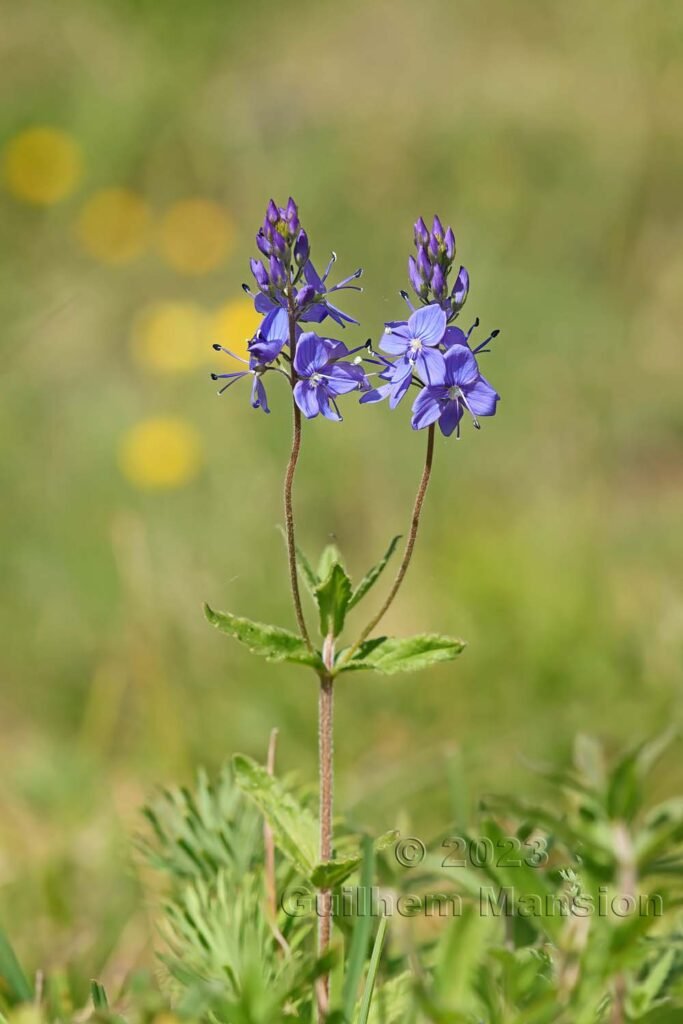 Veronica teucrium à Derborence (Suisse, Valais)