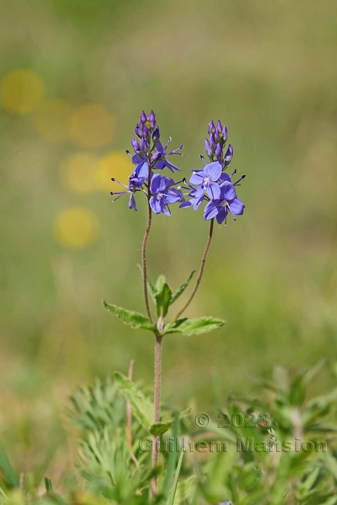 Veronica teucrium à Derborence (Suisse, Valais)