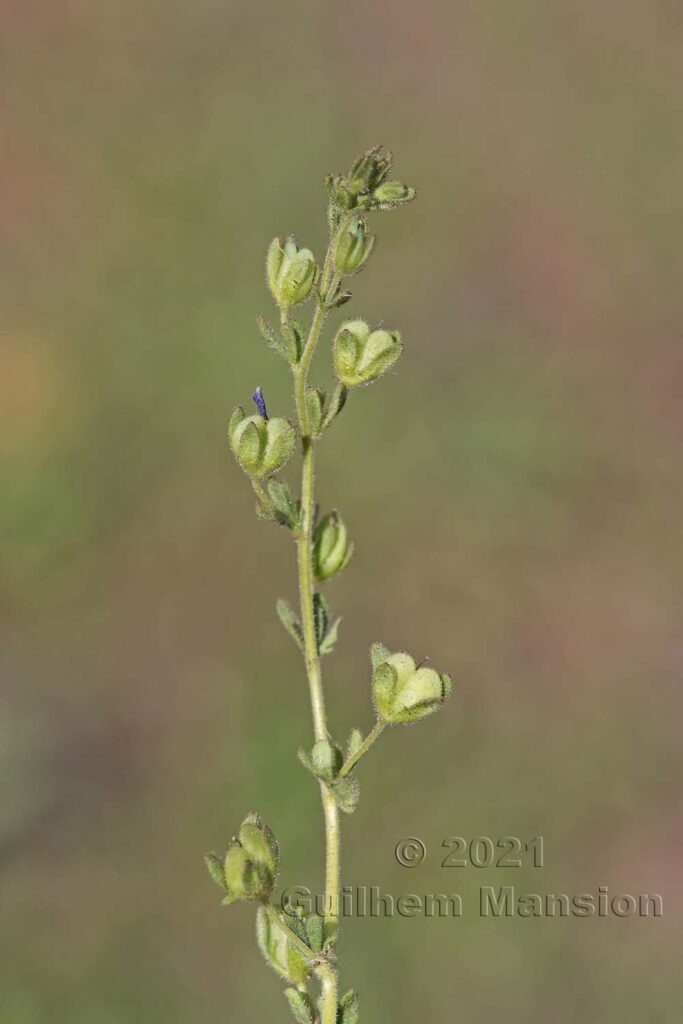 Veronica triphyllos sur la Rampe sud, entre Brigue et Viège (Suisse, Valais)