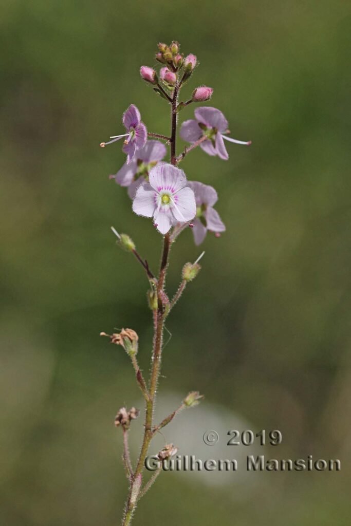 Veronica urticifolia vers Oeschinensee (Suisse, Berne)