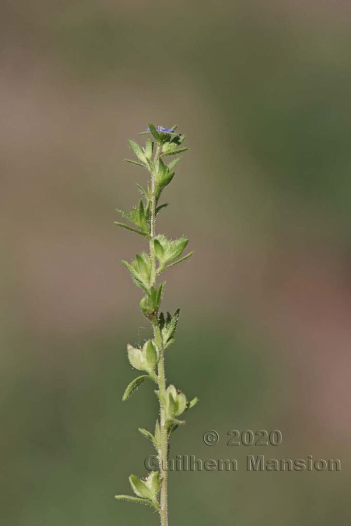 Veronica verna aux Follatères (Suisse, Valais)
