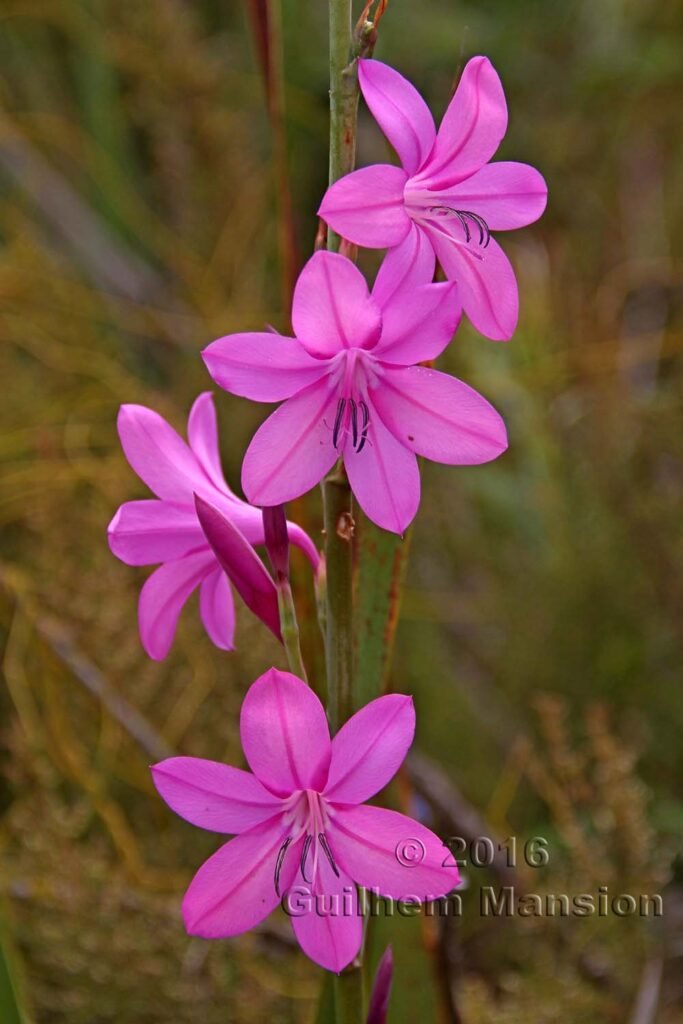 Watsonia borbonica dans la réserve de Kogelberg (Afrique du Sud)