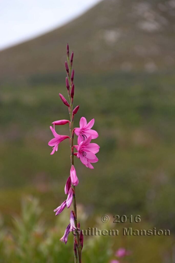 Watsonia borbonica dans la réserve de Kogelberg (Afrique du Sud)