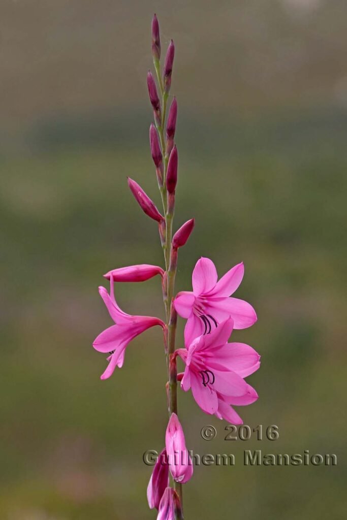 Watsonia borbonica dans la réserve de Kogelberg (Afrique du Sud)