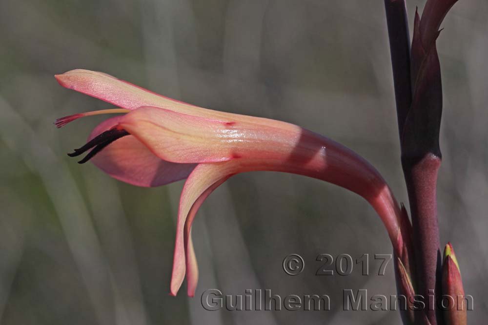 Watsonia meriana vers Silvermine (Afrique du Sud, Table Mountain National Parc)