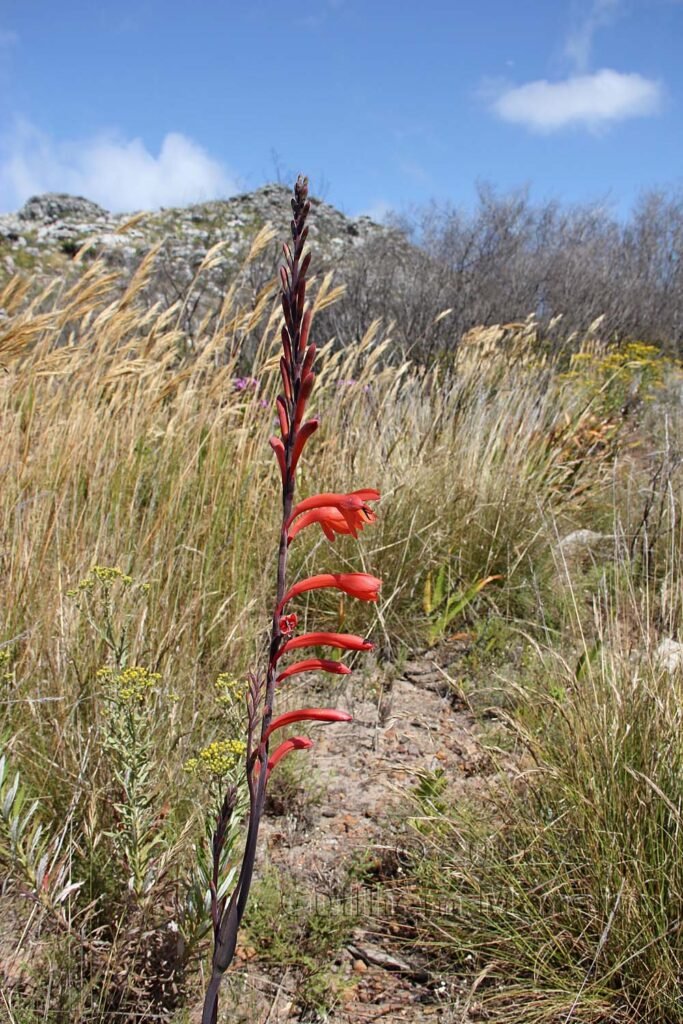Watsonia tabularis vers Silvermine (Afrique du Sud, Table Mountain National Parc)