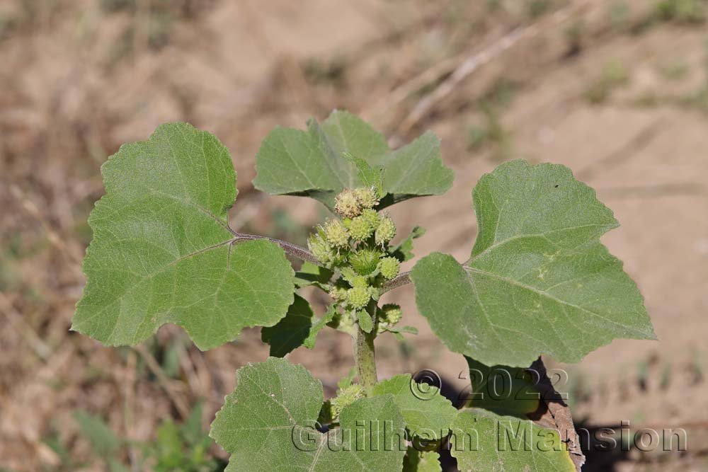 Xanthium orientale subsp. italicum vers Crest (France, Drôme)