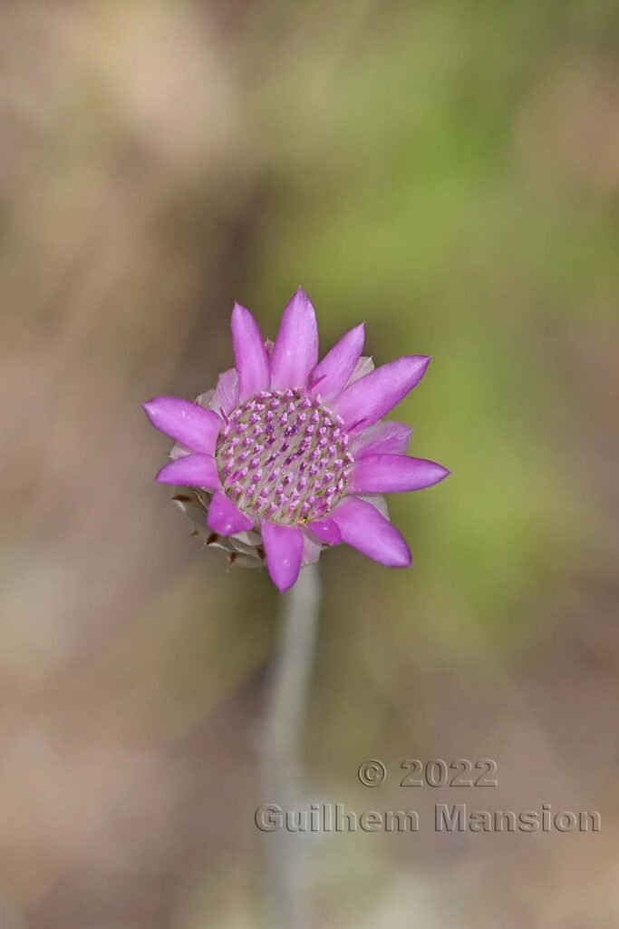 Xeranthemum inapertum vers Zeneggen (Suisse, Valais)