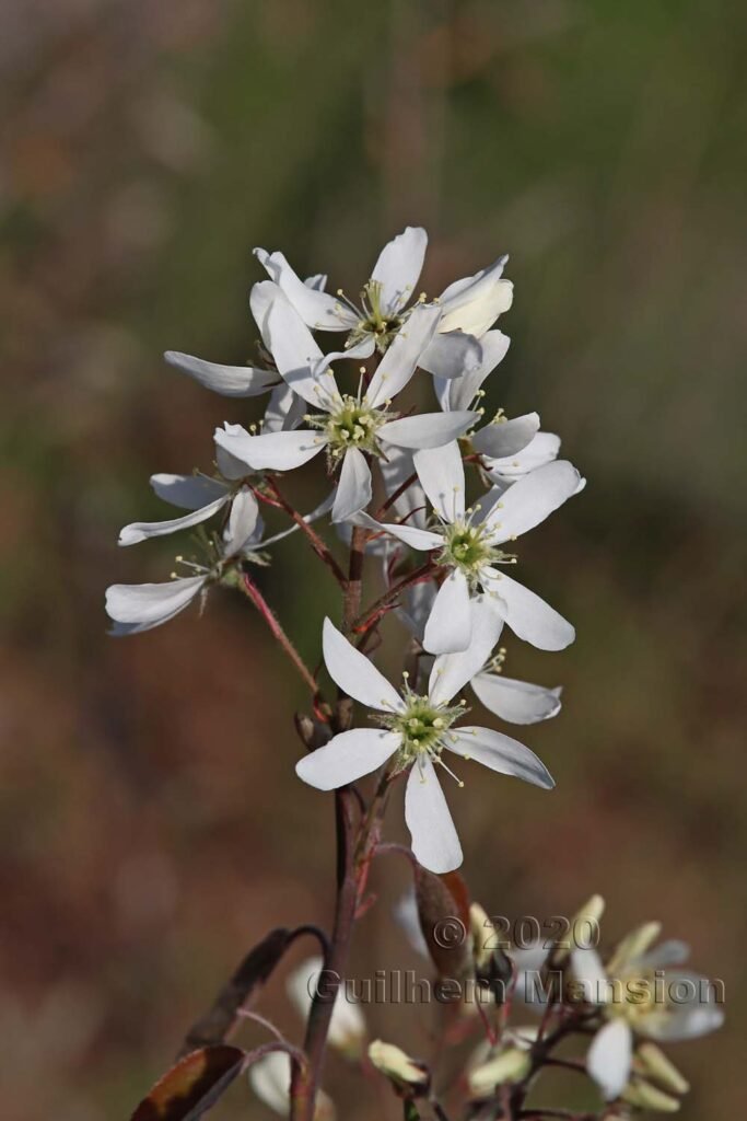 Amelanchier lamarckii à Zurich-Hoenggerberg (Suisse)