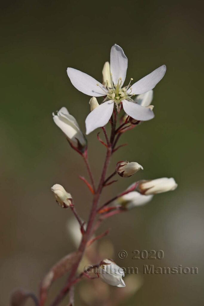 Amelanchier lamarckii à Zurich-Hoenggerberg (Suisse)
