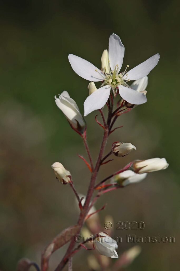 Amelanchier lamarckii à Zurich-Hoenggerberg (Suisse)