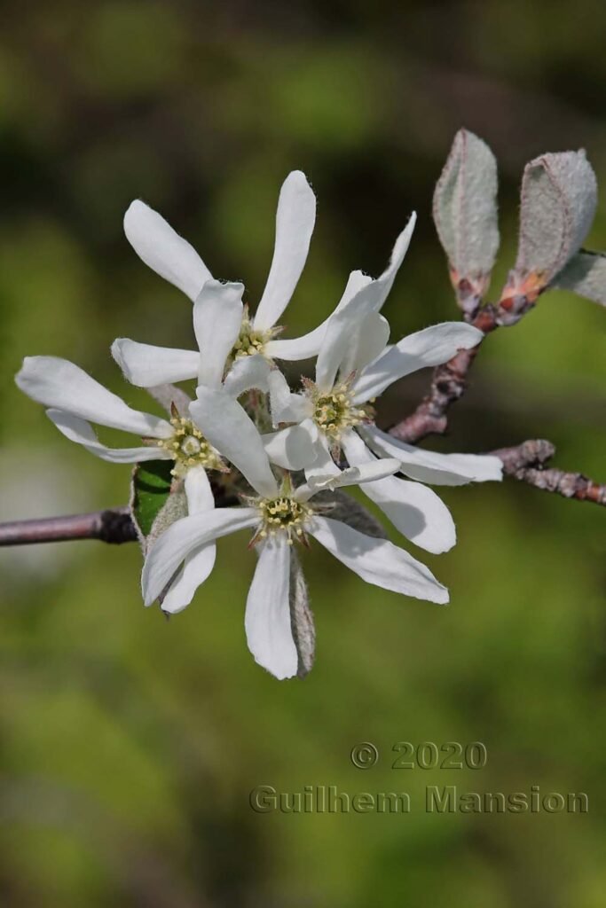 Amelanchier ovalis sur les Laegern (Suisse, Zurich)