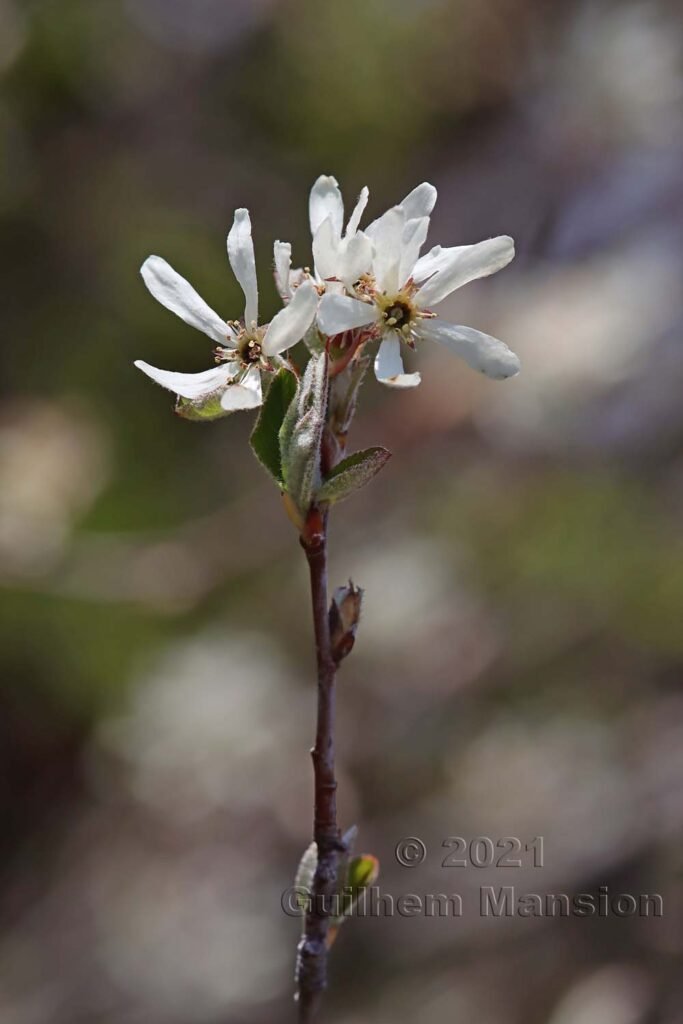 Amelanchier ovalis aux Follatères (Suisse, Valais)