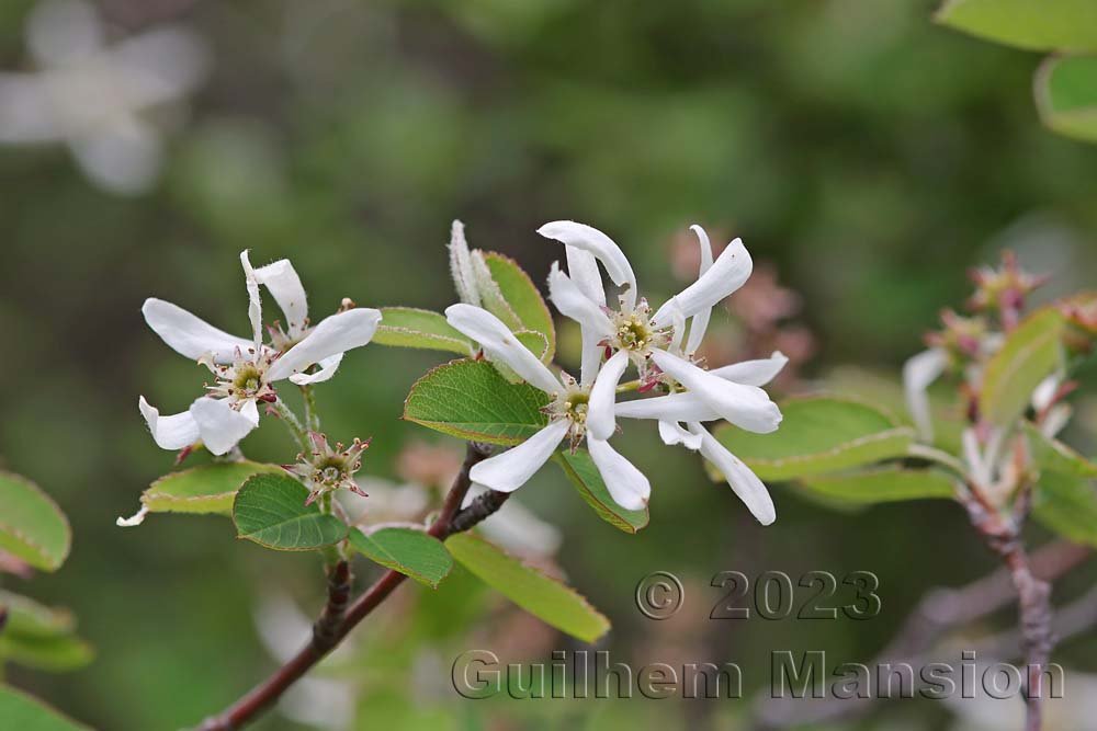 Amelanchier ovalis aux Follatères (Suisse, Valais)