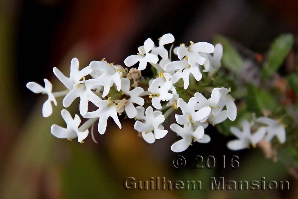 Dischisma ciliatum dans le Agulhas National Park (Afrique du Sud)