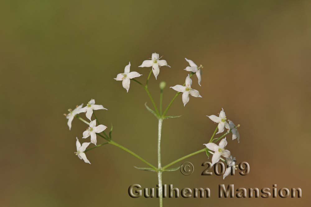 Galium album à Zurich-Seebach (Suisse)