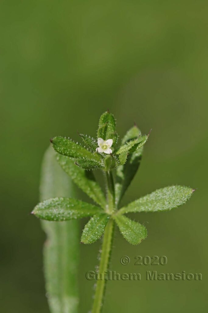 Galium aparine vers Kloten (Suisse, Zurich)
