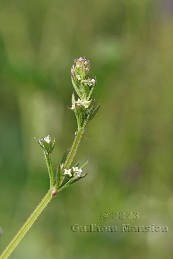 Galium aparine aux Follatères (Suisse, Valais)