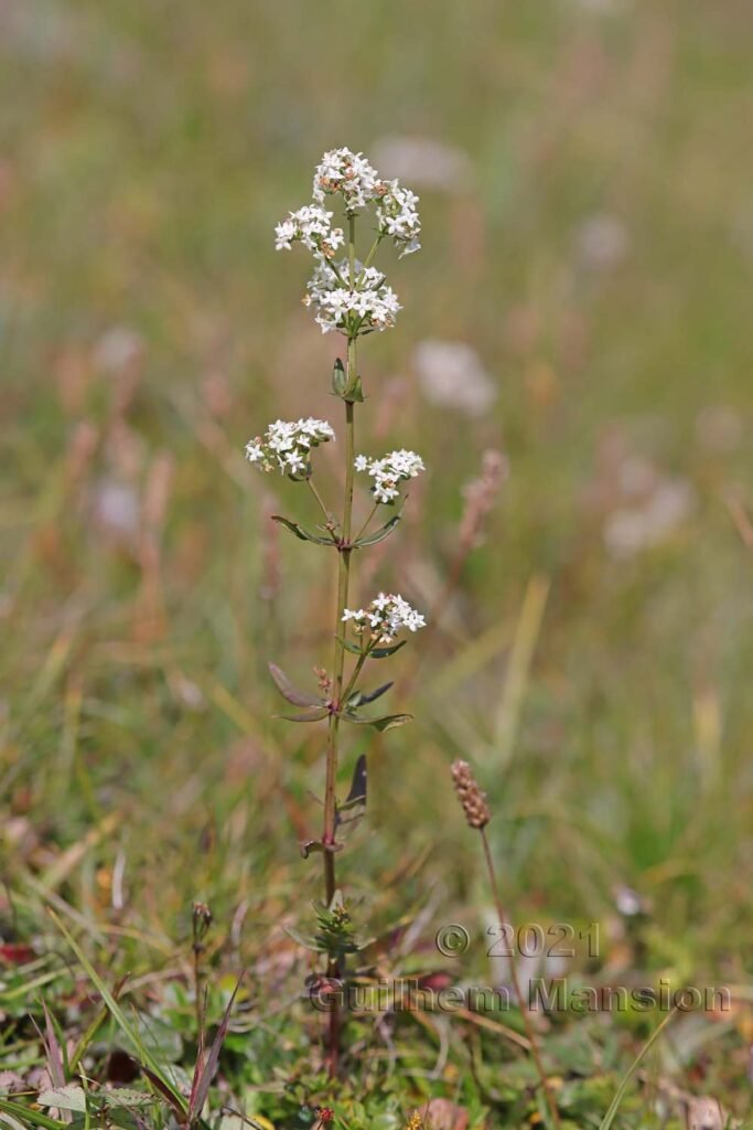 Galium boreale dans le Parc National Suisse (Suisse, Grisons)