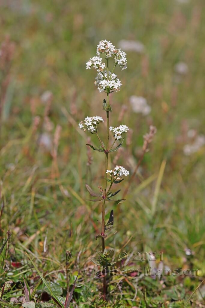 Galium boreale dans le Parc National Suisse (Suisse, Grisons)