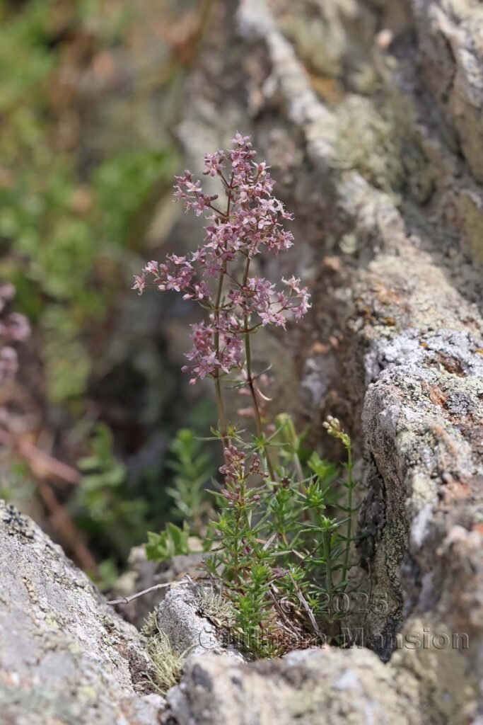 Galium lucidum dans la Serra di Pigno (France, Haute-Corse)