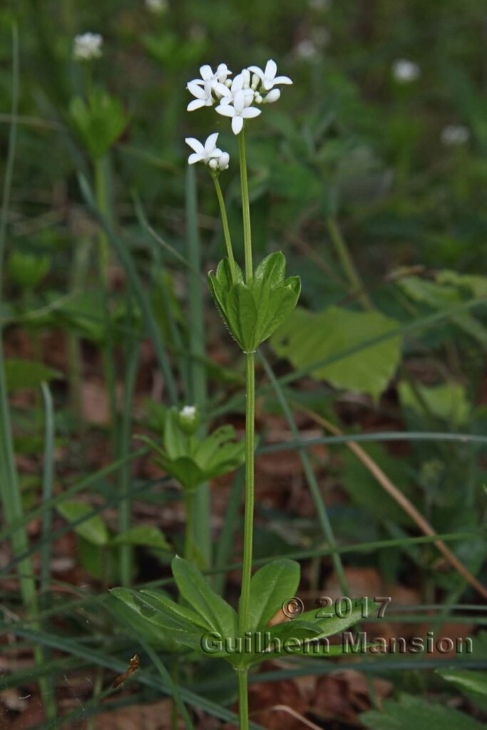 Galium odoratum vers Herznach (Suisse, Argovie)