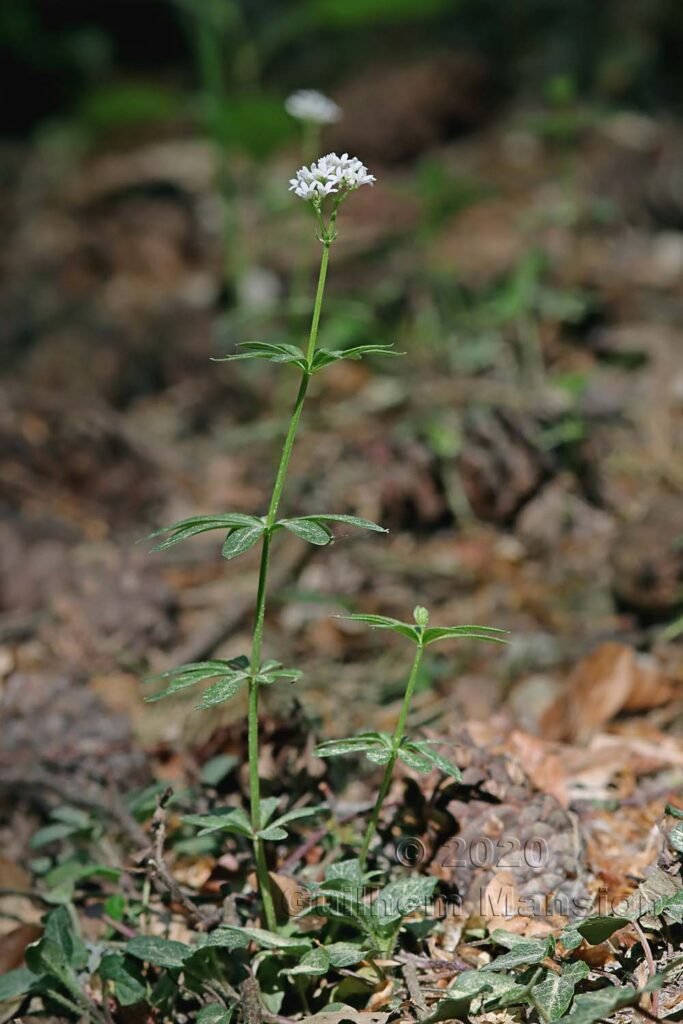 Galium odoratum sur les Laegern (Suisse, Zurich)