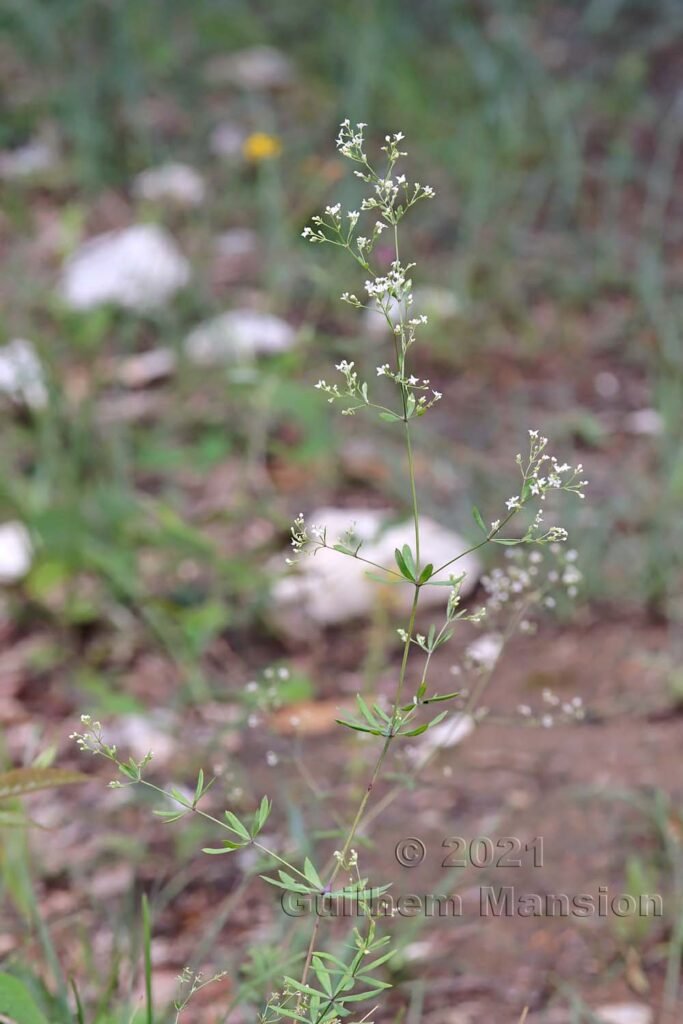 Galium sylvaticum vers Olten (Suisse, Soleure)