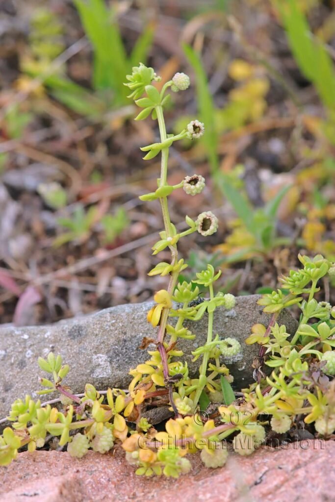 Galium verrucosum à la Tonnara (Bonifacio, Corse, France)