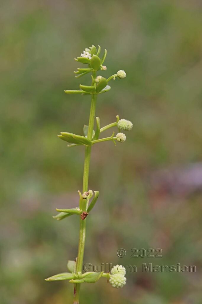 Galium verrucosum à la Tonnara (Bonifacio, Corse, France)