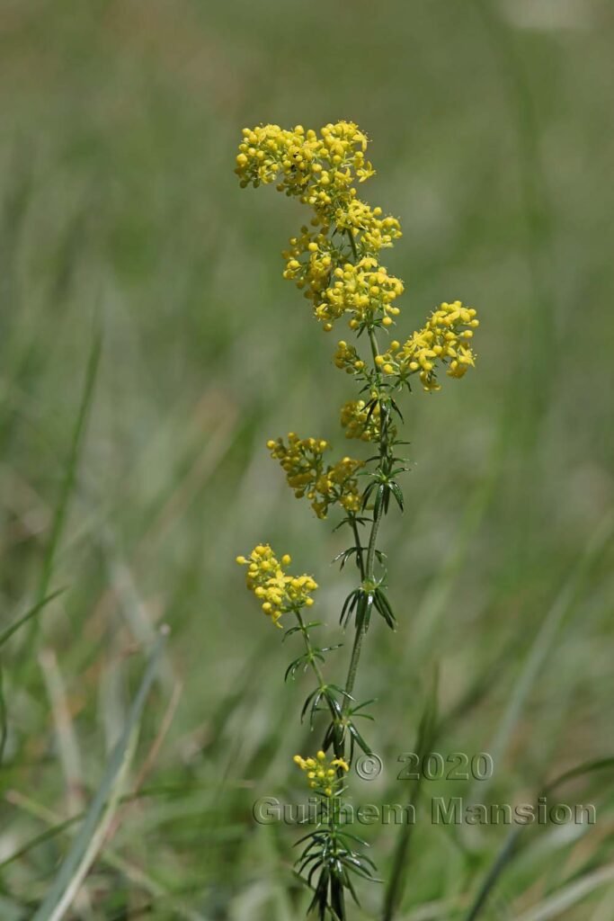 Galium verum vers Herznach (Suisse, Argovie)