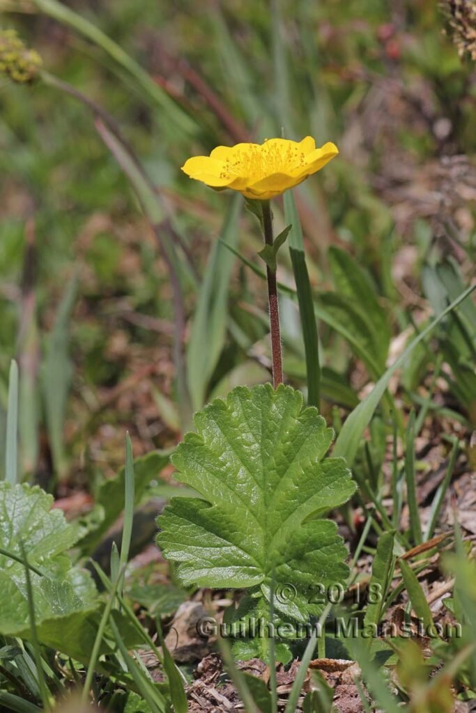 Geum montanum vers Thyon 2000 (Suisse, Valais)
