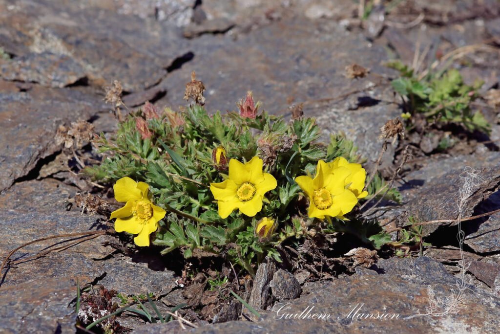 Geum reptans vers Zermatt (Suisse, Valais)