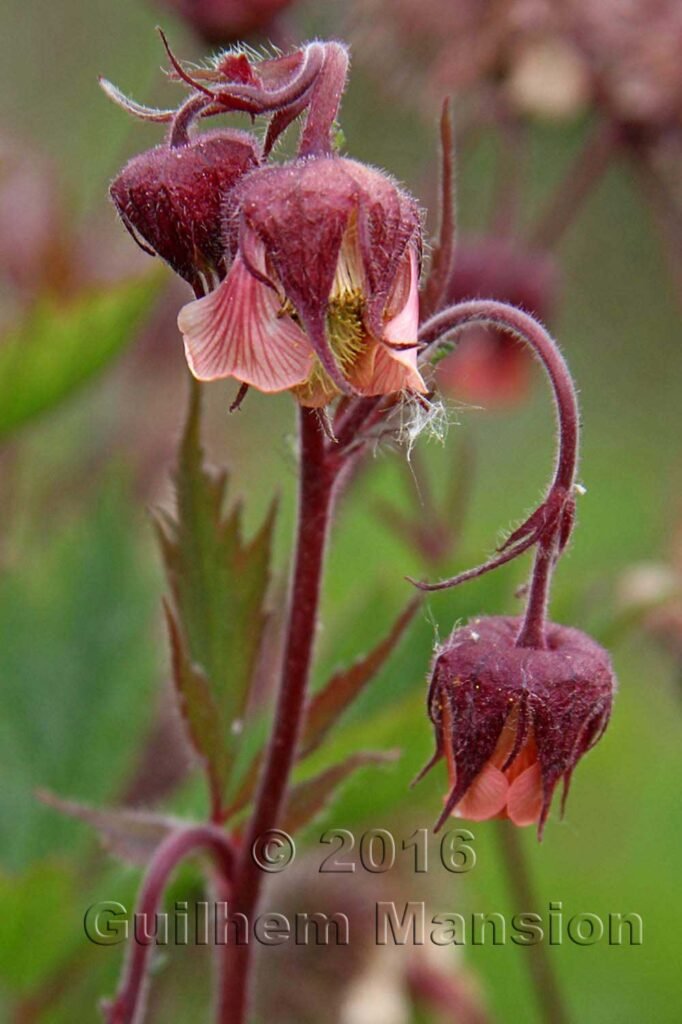 Geum rivale vers le Tuelersee (Suisse, Zurich)