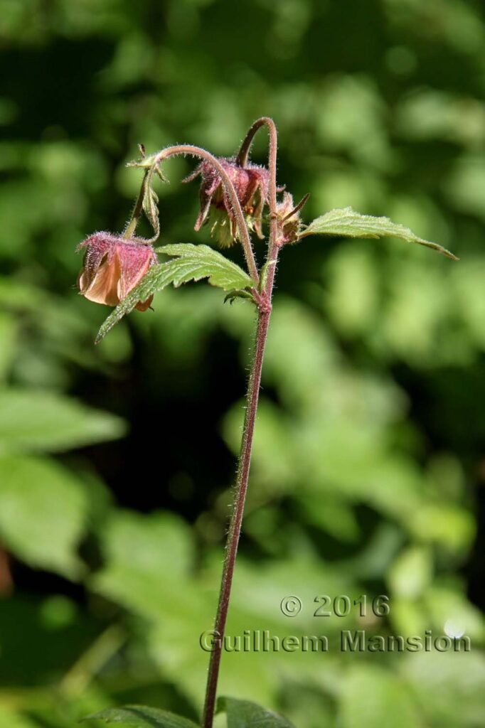 Geum rivale vers Kandersteg (Suisse, Berne)