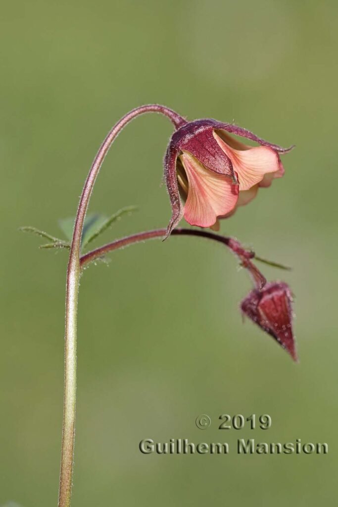 Geum rivale vers Zurich-Seebach (Suisse)