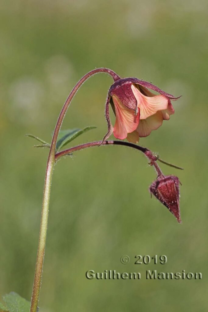 Geum rivale vers Zurich-Seebach (Suisse)