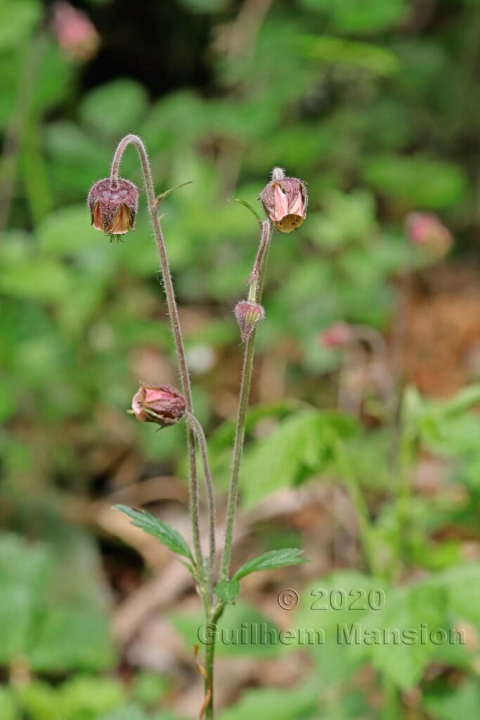 Geum rivale vers Oberembrach (Suisse, Zurich)