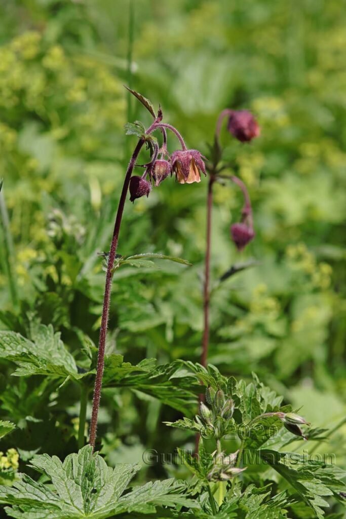 Geum rivale vers Kandersteg (Suisse, Berne)