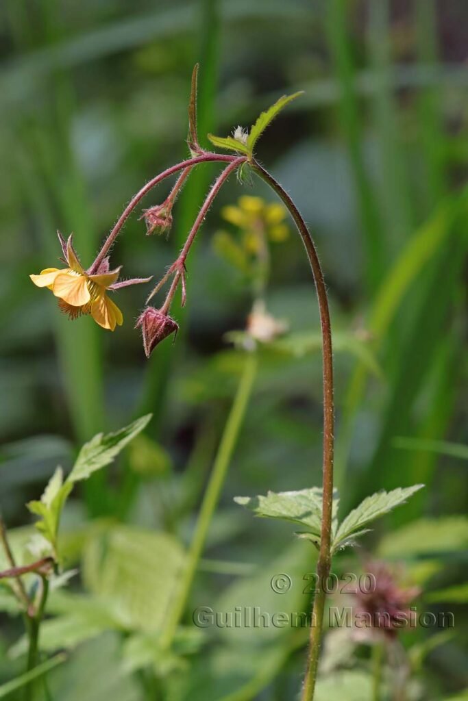 Geum rivale x urbanum vers Kloten (Suisse, Zurich)